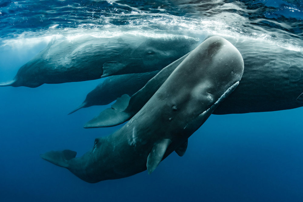 THE AMERICAS -- ”The Caribbean” Episode 108 -- Pictured: A family of sperm whales (Physeter macrocephalus) socialise before a deep dive. Caribbean sea off the coast of Dominica. -- (Photo by: Shawn Heinrichs / BBC Studios)