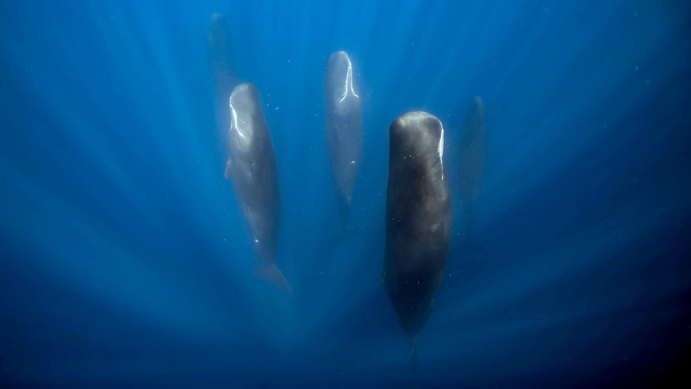 THE AMERICAS -- "The Caribbean" Episode 108 -- Pictured: A family of sperm whales, (Physeter macrocephalus ) asleep off the island of Dominica, The Caribbean. -- (Photo by: BBC Studios)