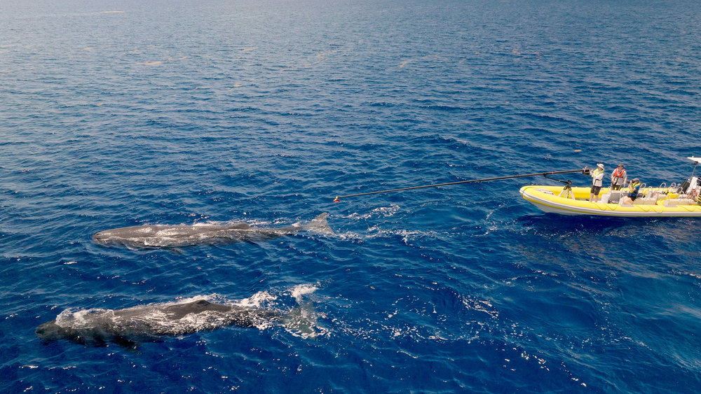 THE AMERICAS -- "The Caribbean" Episode 108 -- Pictured: Scientists fit suction tags to adult sperm whales (Physeter macrocephalus) during the filming for The Americas. The The Caribbean sea, off the coast of Dominica, the Atlantic Ocean. -- (Photo by: BBC Studios)
