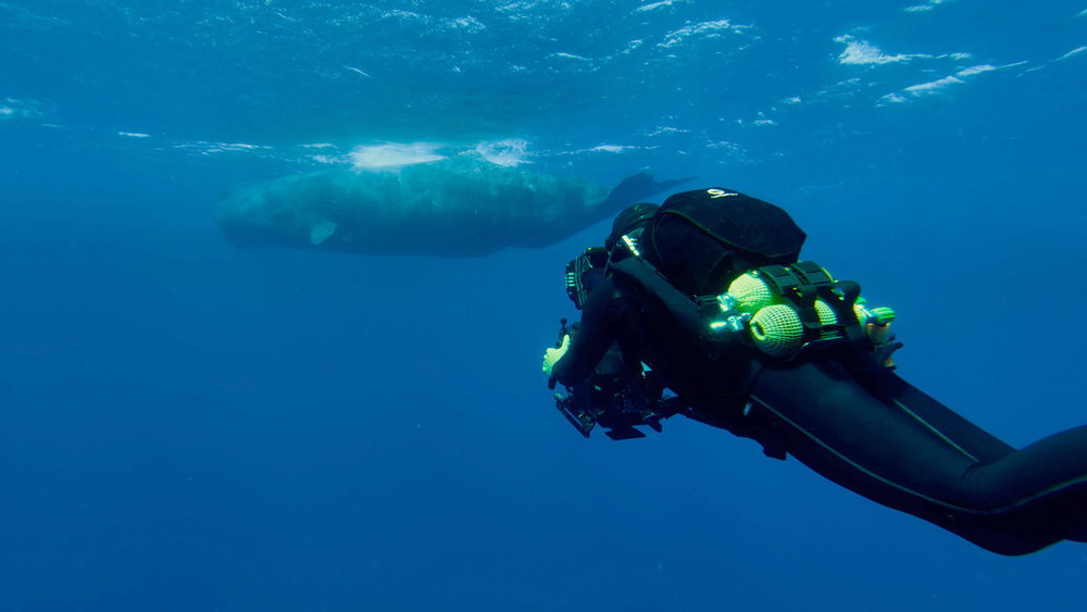 THE AMERICAS -- "The Making of Americas" Episode 111 -- Pictured: Sperm whale shoot, Dominica, eastern Caribbean. -- (Photo by: BBC Studios)