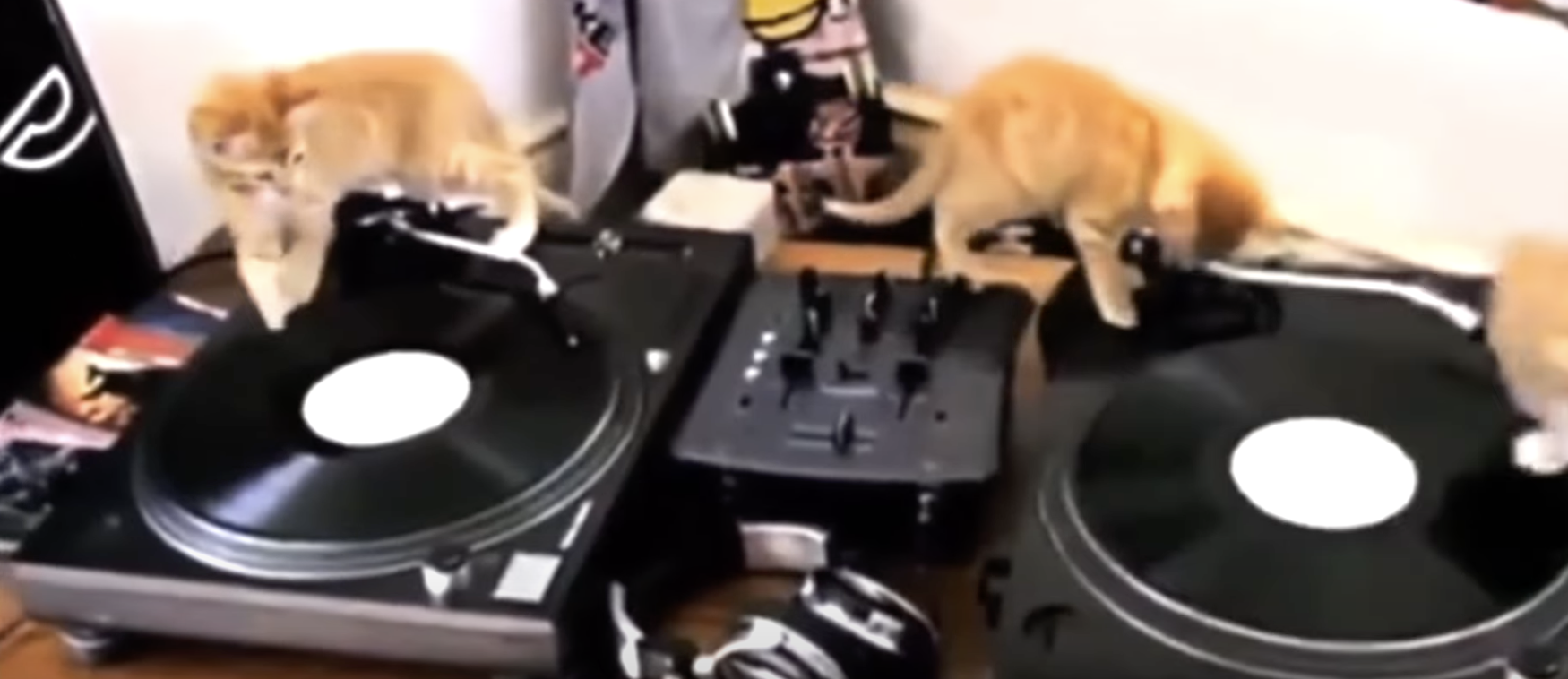 CatVideoFest