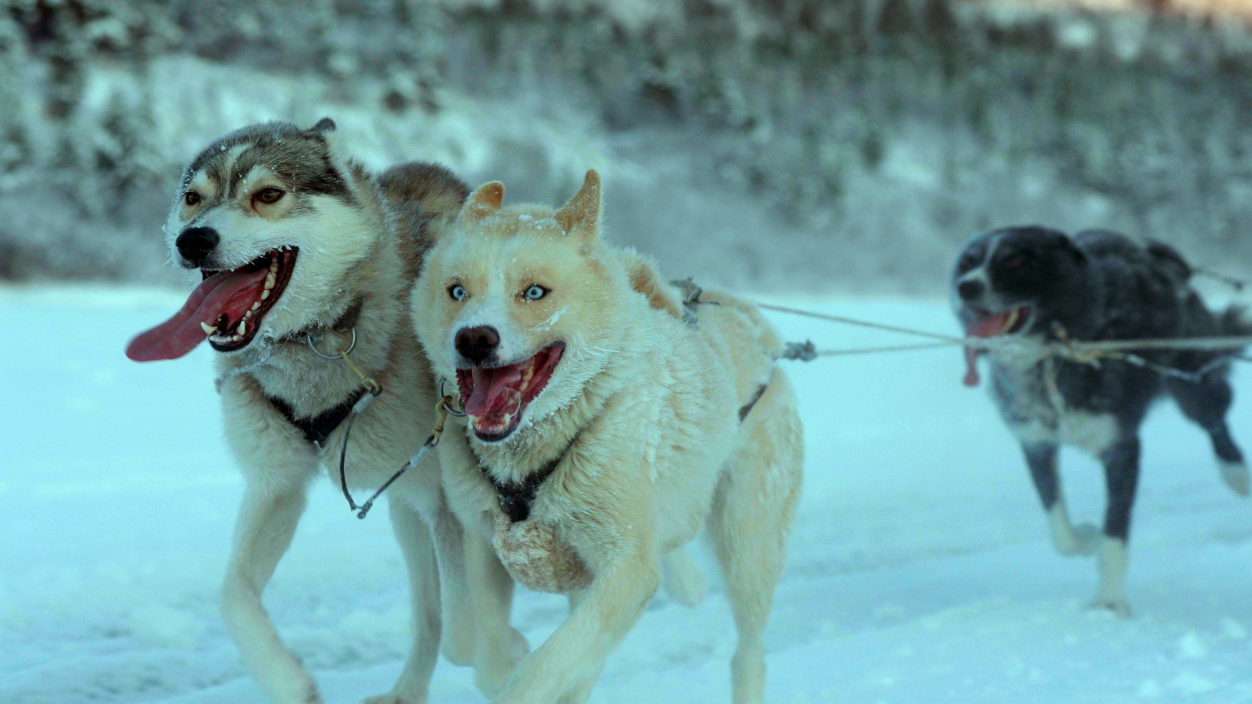 Image of sled dogs running in the snow from 'Folktales.'
