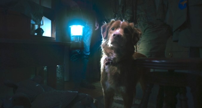 'Good Boy'