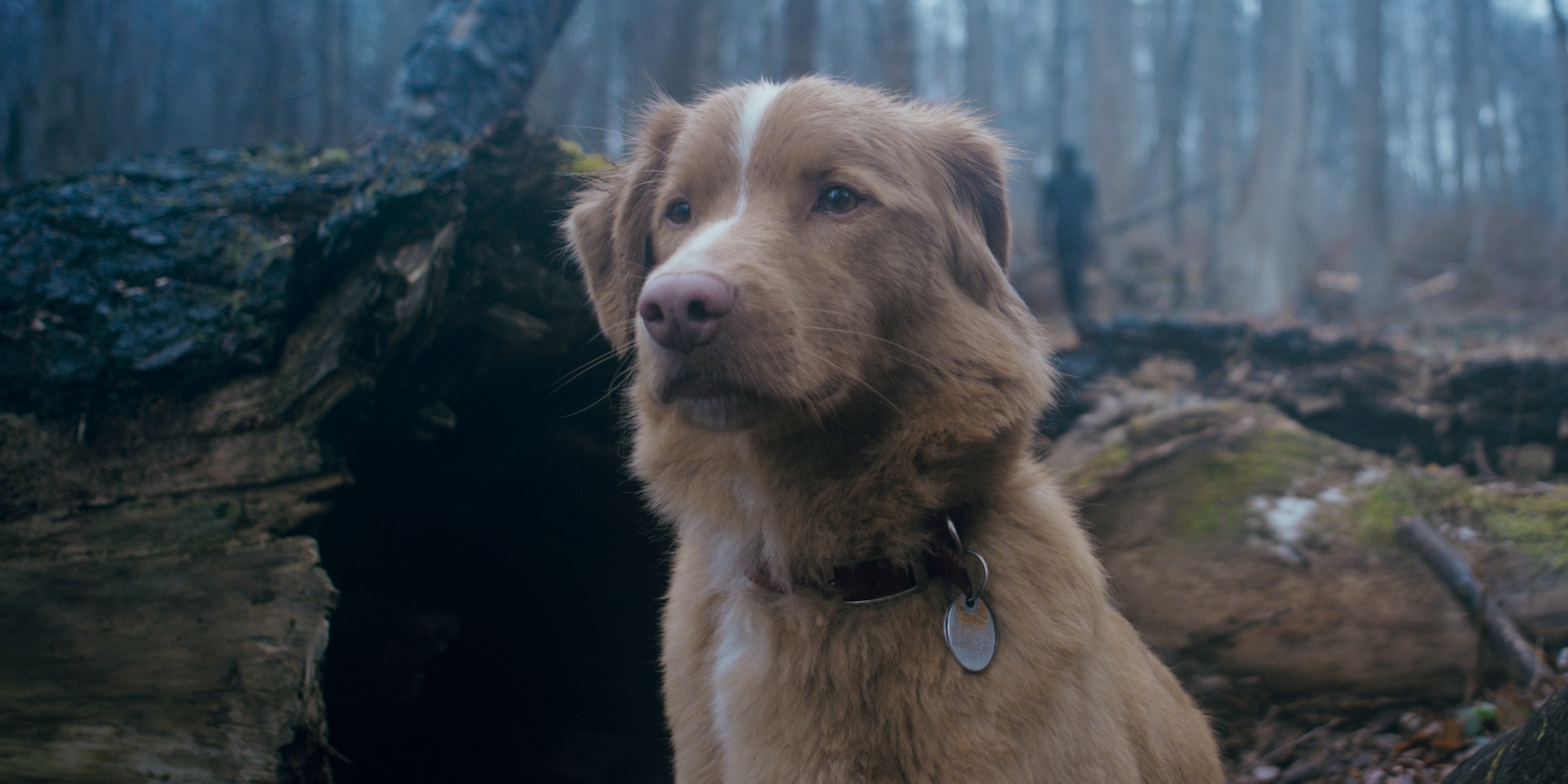 'Good Boy'