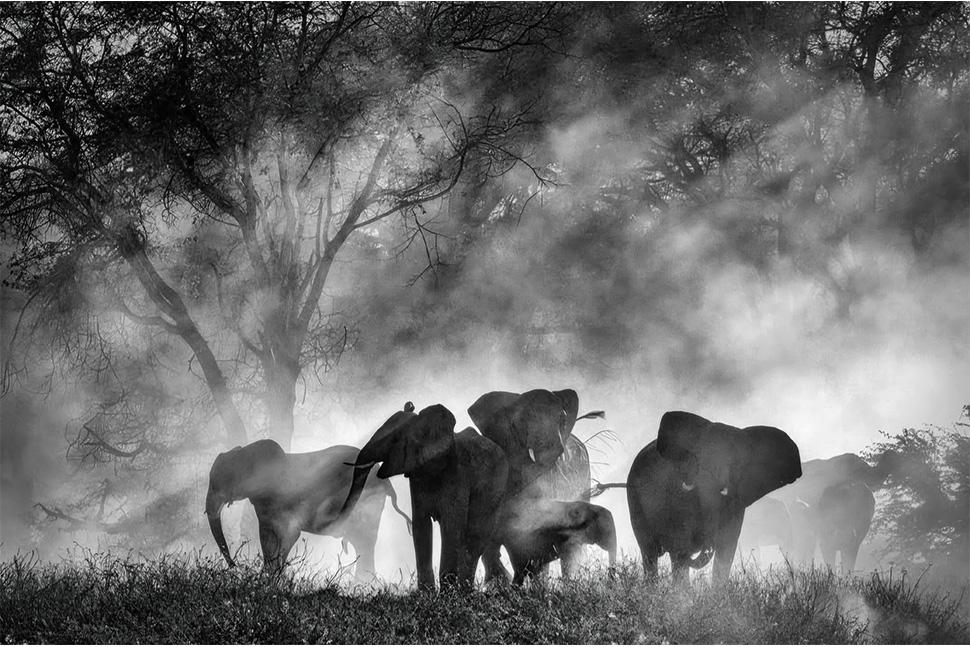 Ghost Elephants
