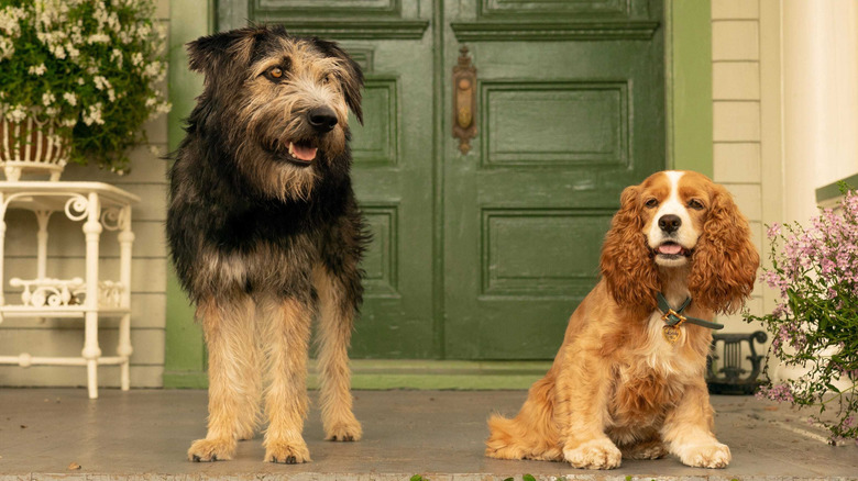 Lady and Tramp pose on the stoop in "Lady and the Tramp" (2019)