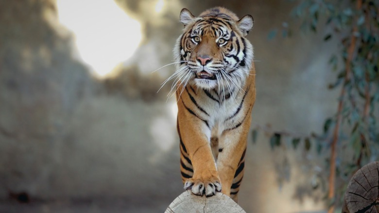 A tiger walking in Tiger King 2 (2022)